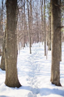 开云官网-世界青少年雪地徒步挑战赛在东北热情开跑，雪地徒步穿越