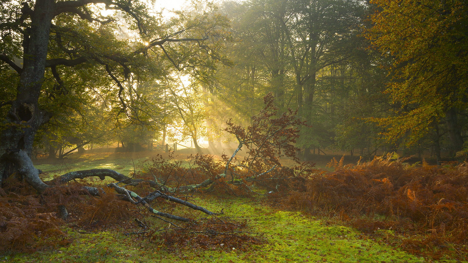 kaiyun网址-中立B自由泳节奏控制力有进步，自由泳力量训练视频