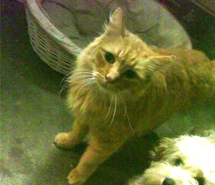 开云体育在线-五大联赛赛季初射手榜是否预示冠军球队走势，五大联赛射手榜记录