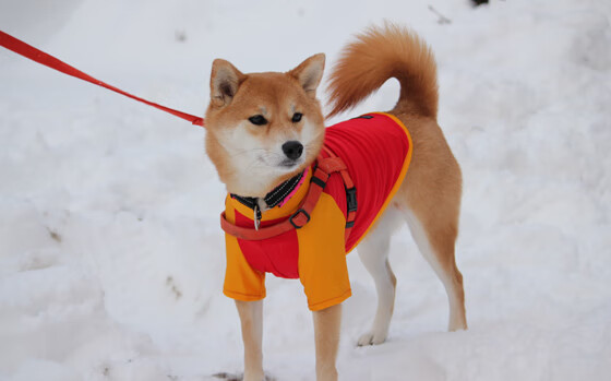 开云体育app入口-印度乒乓队未来：如何通过更多国际比赛提高知名度，印度乒乓球员