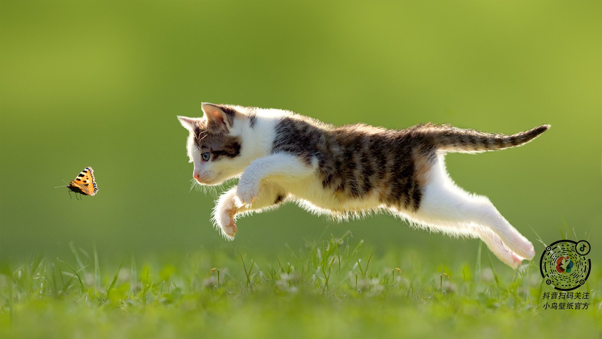 开云体育在线-男子蛙泳再获突破好评如潮，男子蛙泳比赛