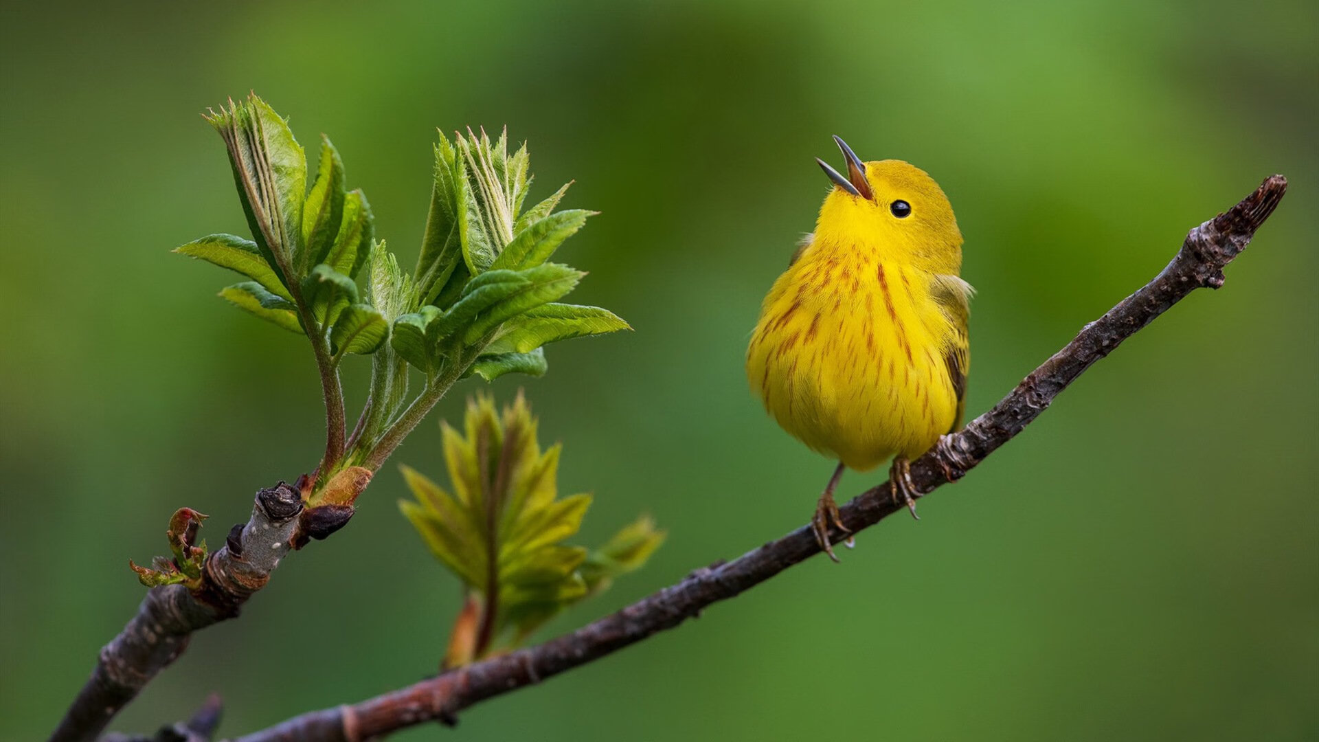 开云体育官网app-进攻三人组是否更倾向固定配合提升默契度，足球三人进攻配合视频