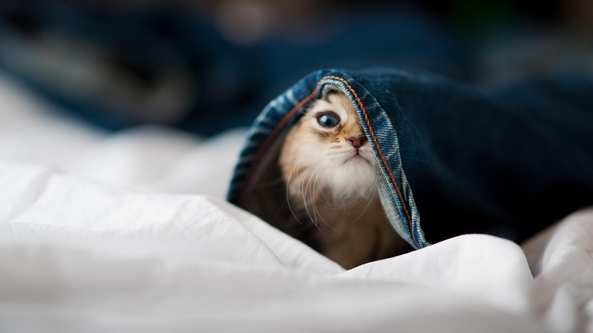 开云官方网-马竞前场多点开花，进攻效率高，马竞前场多点开花,进攻效率高吗